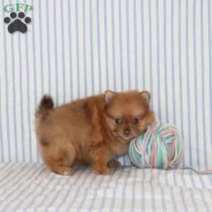 Olive, Pomeranian Puppy